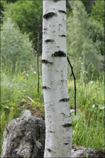 Quel arbre est noir et blanc ?