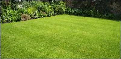 Pourquoi le gazon est vert ?