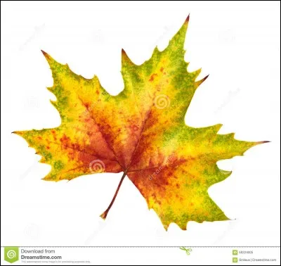 Comment les feuilles changent de couleur à l'automne ?