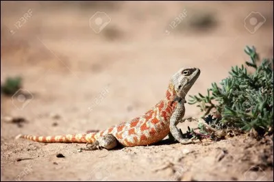 Un tome en arrière, pourquoi Lune ne peut-elle pas lire dans les pensées d'Onyx ?