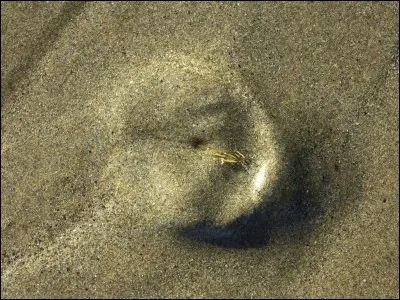 Enfin, de quelle couleur sont les écailles de Kinkajou ?