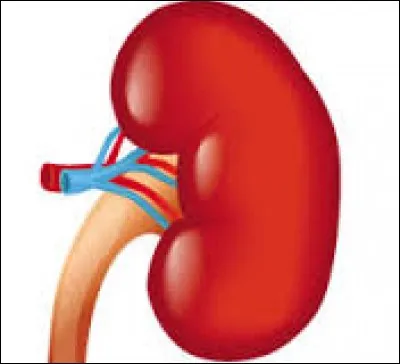 Cet organe vous mènera vers la réponse !