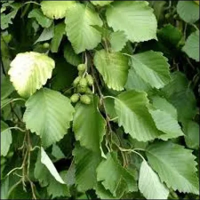 La feuille de cet arbre est l'homonyme de ce fleuve français.