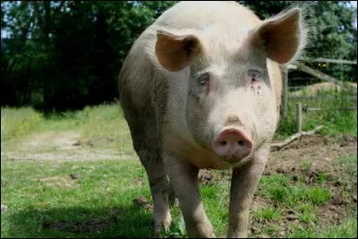 Les rues de Paris ne sont plus sûres... je l'ai appris à mes dépens. Couronné en 1129, je décède accidentellement tué par un cochon dans la capitale deux ans plus tard, je suis ...