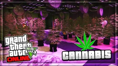 Quel est le gang qui rivalise avec Trevor dans le cannabis ?