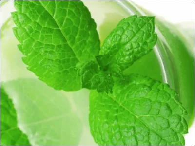 Quel est le nom scientifique de la menthe ?