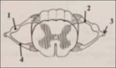 Après avoir observé le schéma, cochez ce qui est vrai.
