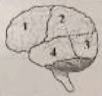 Après avoir observé le schéma, cochez ce qui est vrai.