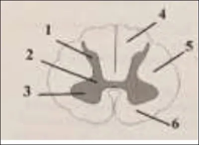 Après avoir observé le schéma, cochez ce qui est vrai.