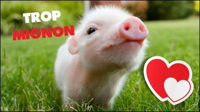 Ton animal préféré est...