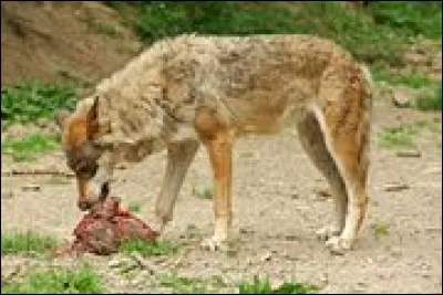 Combien de kilos mange le loup par jour ?