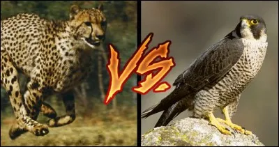 Quel est l'animal le plus rapide ?