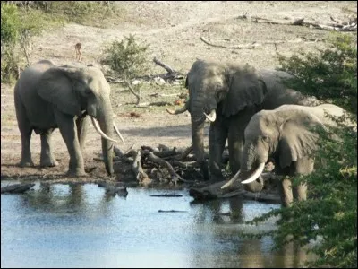 Un éléphant d'Afrique peut boire 200 litres d'eau par jour et parcourir 500 km en une journée pour trouver un point d'eau.