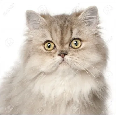 Combien de temps vit un chat persan ?