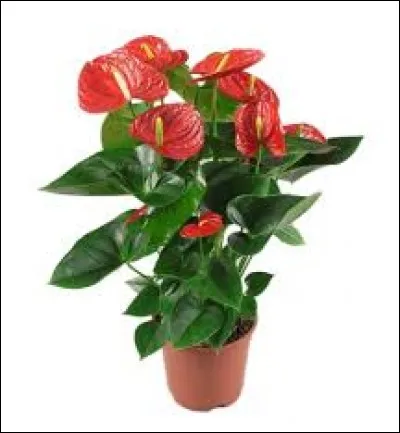 A quelle famille appartient l'anthurium ?