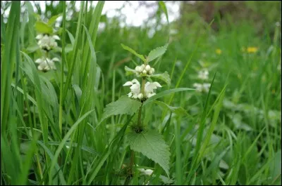 Mes feuilles sont dentées, je pousse souvent en bord de chemin, je suis très commune, je suis ...