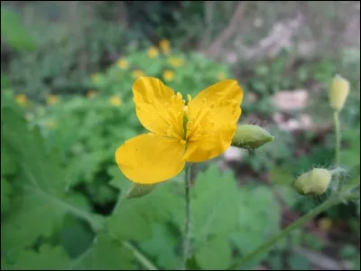 L'herbe-aux-verrues, ou grande chélidoine, appartient à la famille des ...