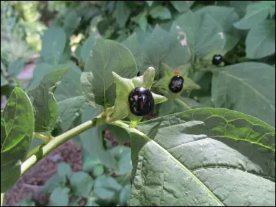 Ces belles baies noires et luisantes appartiennent à une plante dite de sorcière, quelle est-elle ?