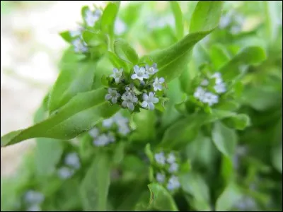 Ces petites fleurs bleu-pâle appartiennent à ...