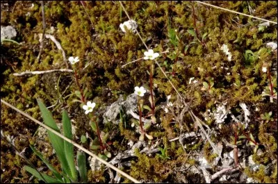 Elle est minuscule, elle adore nos murets en pierre, elle s'appelle ...