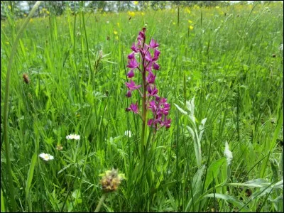 Quelle est cette orchidée qui apprécie les prairies humides ?