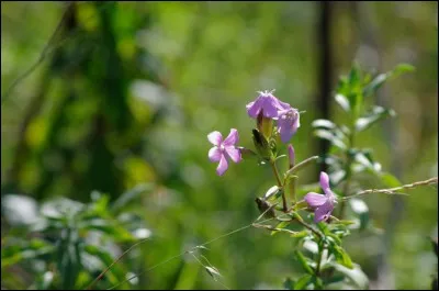 Quelle est la particularité de cette plante ?