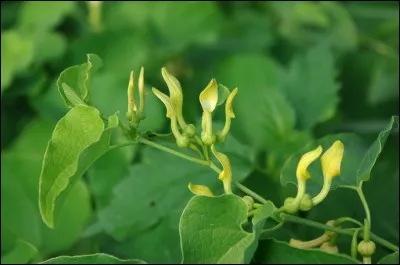 Trouvez le bon nom scientifique de l'aristoloche clématite !