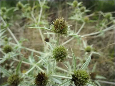 Eryngium campestre, de son nom scientifique, est vulgairement un ...