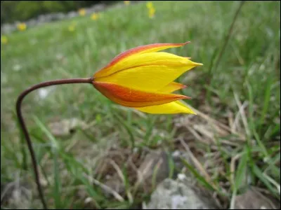 Question pour botaniste confirmé : à quelle espèce et sous-espèce appartient cette tulipe ?