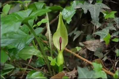 Quelle est cette aracée ?