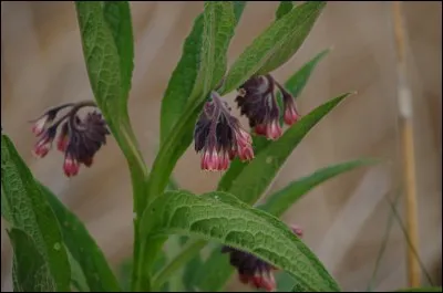 Très commune sur les sols frais, je suis...