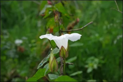 Ses fleurs en trompette s'épanouissent dans les friches, les haies, les lieux incultes. C'est le ...