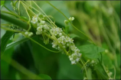 Quelle est la particularité de la cuscute ?