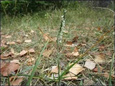 Cette petite plante très discrète qui fleurit à l'automne appartient à la famille des ...