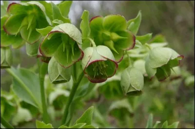 Justement, quel est l'autre nom vernaculaire connu de cette plante ?