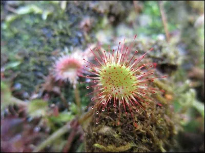 La droséra à feuilles rondes (Drosera rotundifolia) est une plante carnivore. Combien d'autres espèces de drosera pouvons-nous trouver en France ?