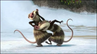 Comment s'appellent les deux opossums ?