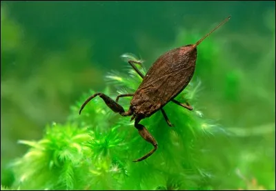 Scorpion d'eau.