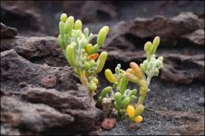 Minéral, mais sans eau.