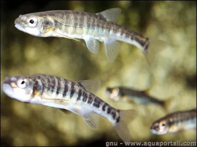 Ce petit poisson doit se méfier, ses ennemis ne manquent pas !