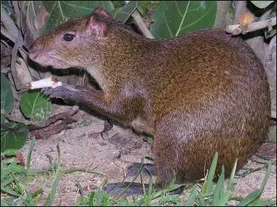 Cet agouti devrait se méfier, l'un des quatre prédateurs, ci-dessous, en ferait bien son repas !