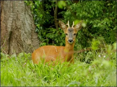 Il devrait faire attention, deux yeux le guettent !