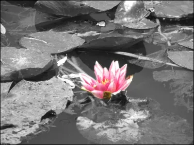 Il fait des ronds dans l'eau.