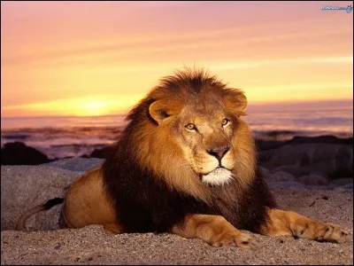 Combien de kilos de viande doit engloutir un lion mâle par jour ?