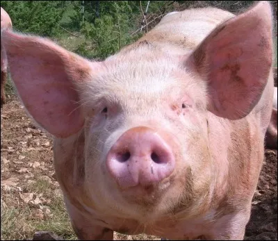 Qu'est-ce que les cochons aiment le plus ?