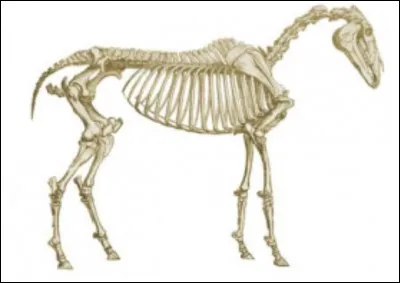 Combien d'os possède un cheval ?