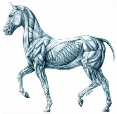 Combien de muscles possède le cheval ?