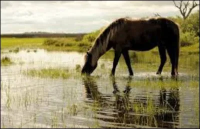 Quelle quantité d'eau le cheval boit il par jour ?