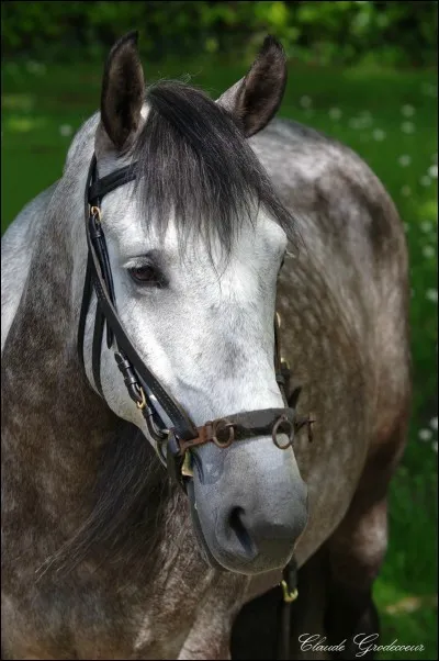 Comment s'appelle le cheval de Dorothée ?