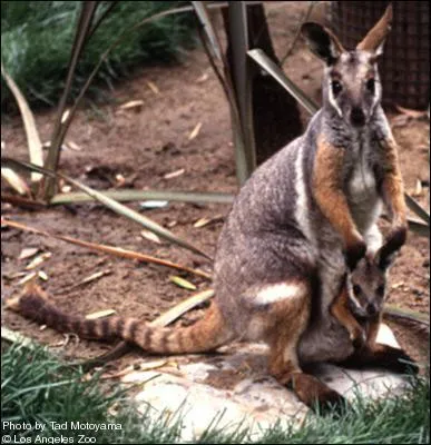 Qu'est-ce que c'est ?